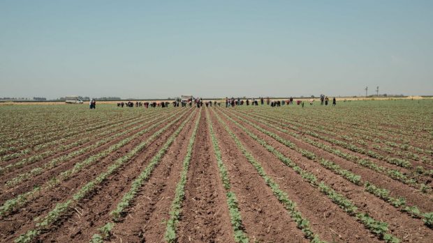 cel-mai-scump-teren-agricol-din-arad,-scos-la-vanzare.-un-hectar-costa-zeci-de-mii-de-euro