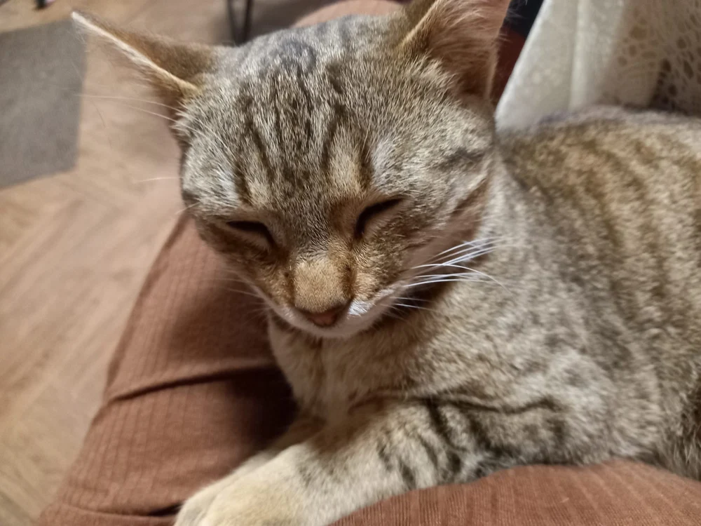 ce-varsta-are-cu-adevarat-pisica-ta.-cum-se-calculeaza-primul-an-pisicesc-in-ani-umani