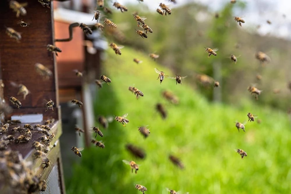 victorie-pentru-albine:-justitia-interzice-folosirea-pesticidelor-controversate-in-agricultura