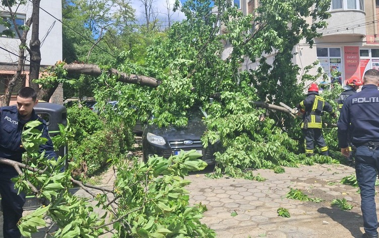 un-copac-a-cazut-peste-2-masini-in-cartierul-tatarasi-in-aceasta-dupa-amiaza
