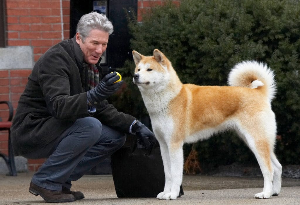 soc-pentru-stapanii-de-animale!-se-baga-taxa-pe-caine.-cat-va-plati-un-proprietar