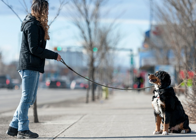avertisment-pentru-proprietarii-de-animale-din-romania!-ce-nu-au-voie-sa-faca-de-ziua-nationala!