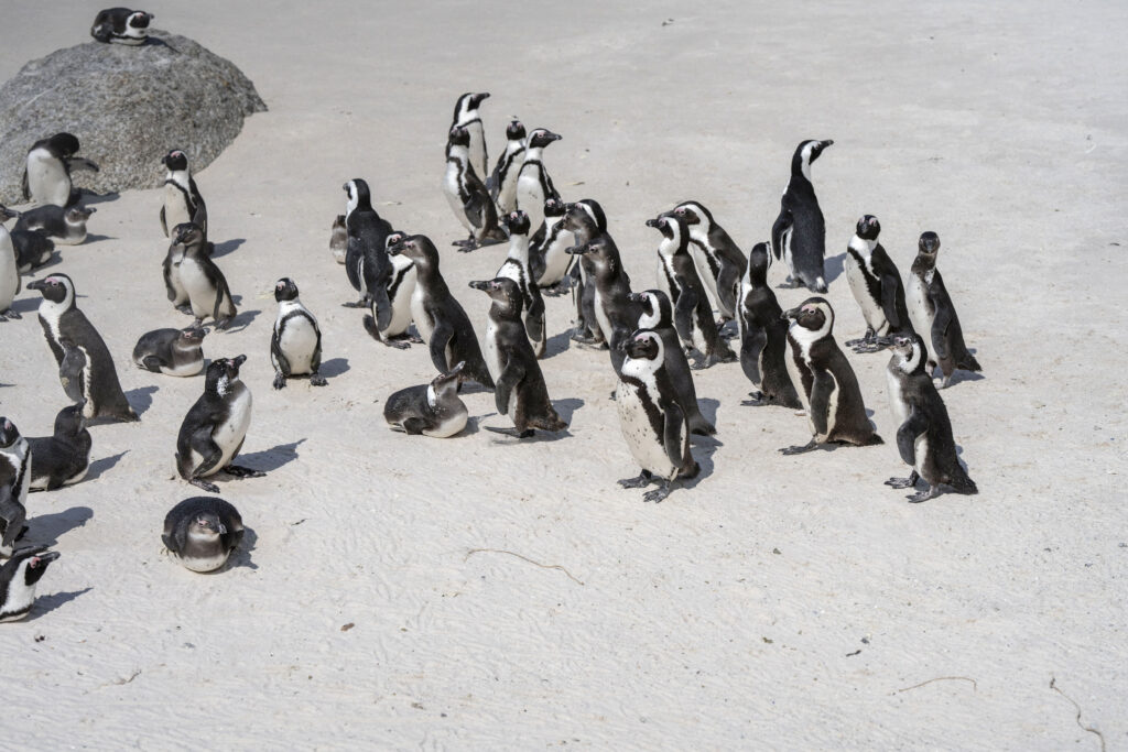 pinguinii-africani-sunt-decimati-de-foamete-si-in-pericol-de-disparitie