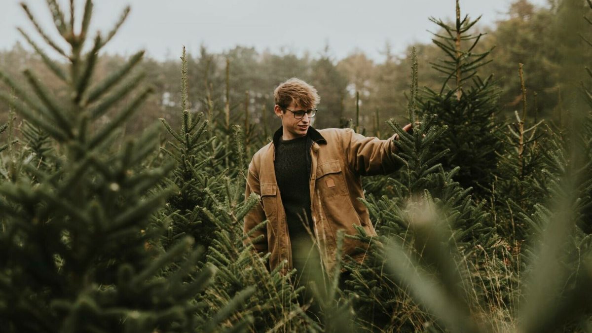 Ghid complet despre cumpărarea bradului de Crăciun: recoltare, durată de rezistență și costuri