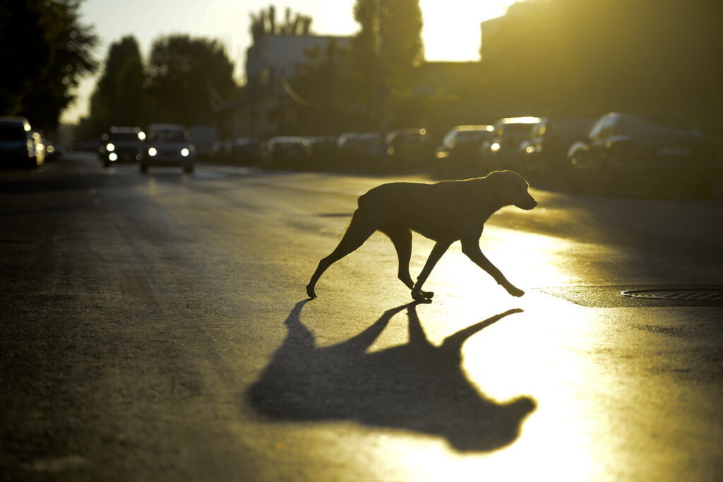 cainii-pot-face-alzheimer?-ce-este-dementa-canina