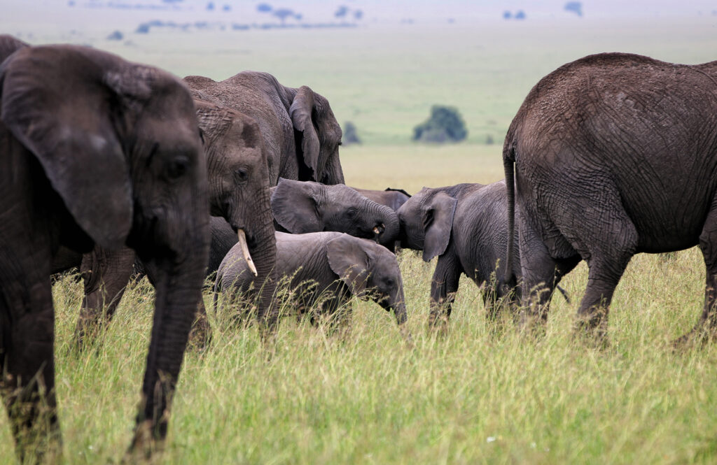 cel-mai-iubit-elefant-al-kenyei-a-murit