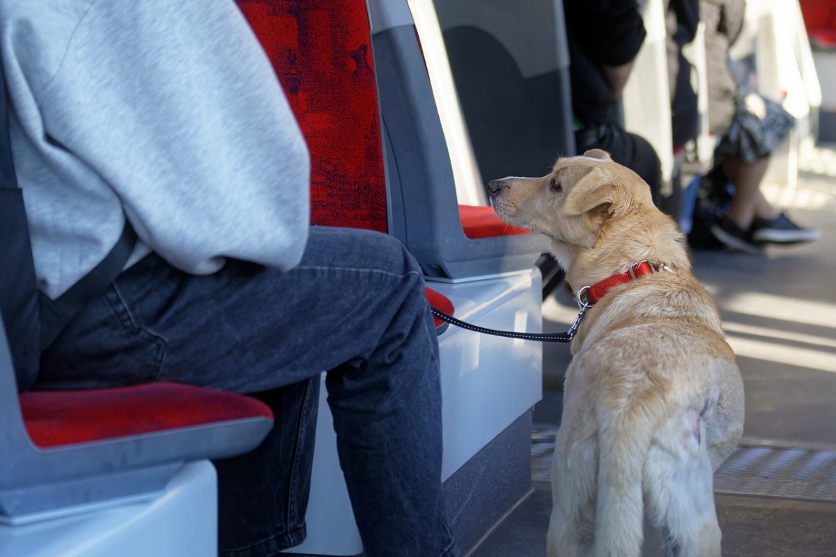 s-a-dat-lege!-romanii-care-isi-plimba-animalele-de-companie-cu-tramvaiul-sau-autobuzul-trebuie-sa-le-cumpere-bilet-de-calatorie!