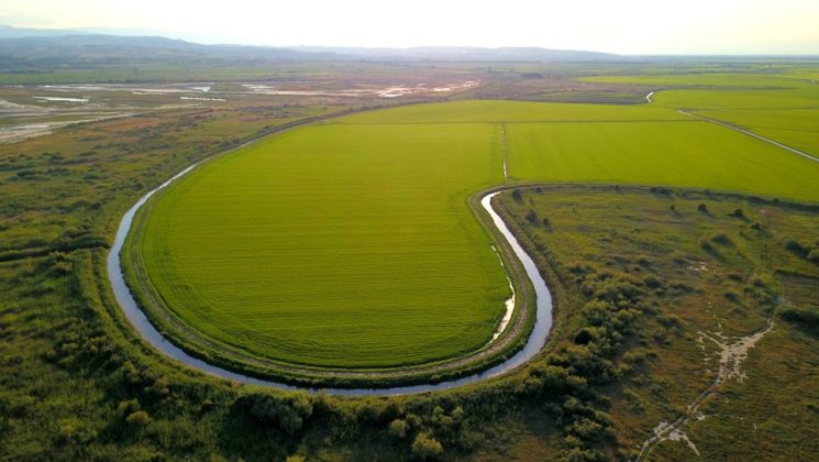 cultivatorii-greci-de-orez-se-tem-de-faliment-dupa-semnarea-acordului-dintre-ue-si-mercosur.-europa-urmeaza-sa-importe-zeci-de-mii-de-tone-scutite-de-taxe-vamale