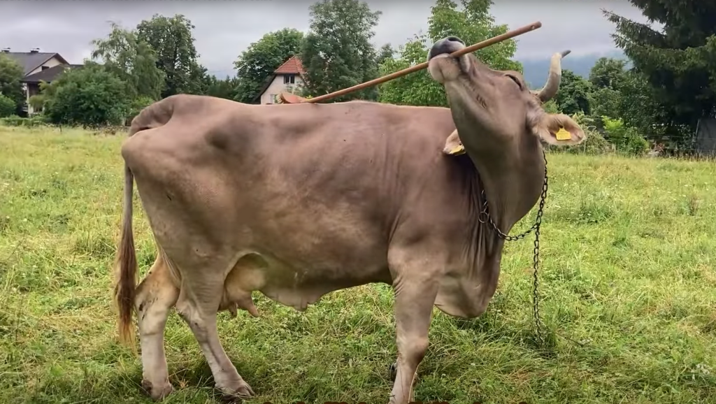 veronika-nu-este-o-vaca-oarecare.-este-prima-bovina-despre-care-cercetatorii-spun-ca-poate-folosi-unelte