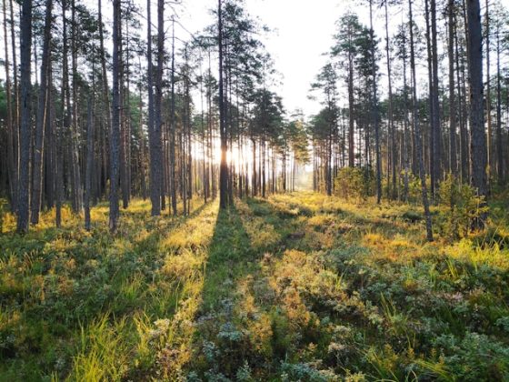 achizitie-record:-ikea-ajunge-la-500.000-de-hectare-de-padure-dupa-tranzactia-de-720-de-milioane-de-euro