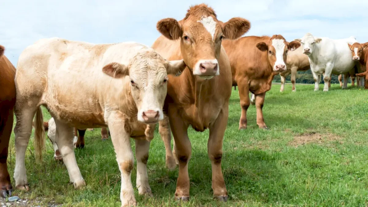 Noi reguli pentru subvenția la pășunatul bovinelor în funcție de relief și perioadă