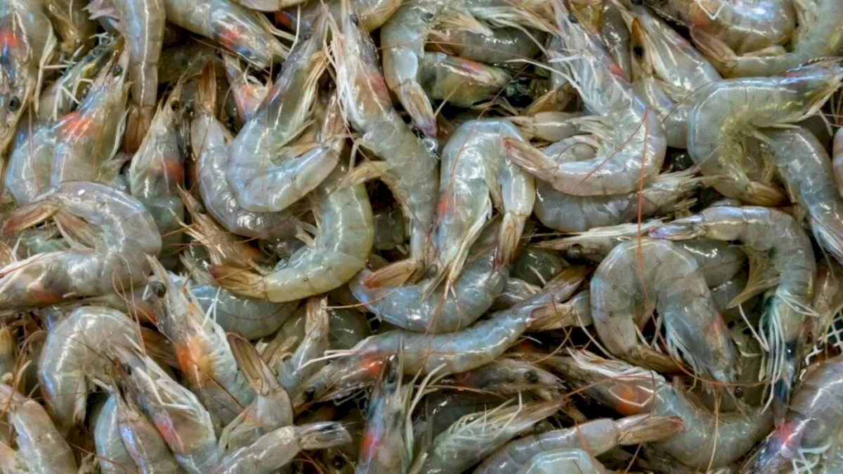 Creșterea temperaturii în Marea Mediterană a dus la extinderea speciei de crevete brun