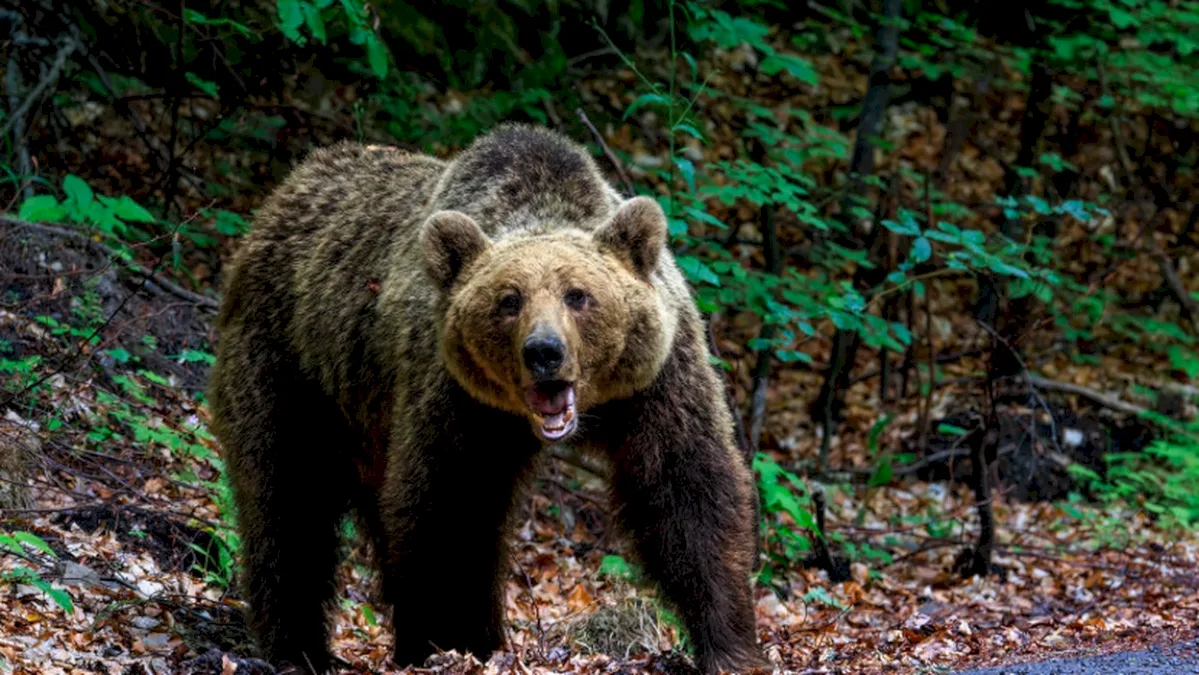 O femeie din Bistrița-Năsăud a murit sfâșiată de urs! A fost atacată în timp ce mergea să hrănească animalele gospodăriei!