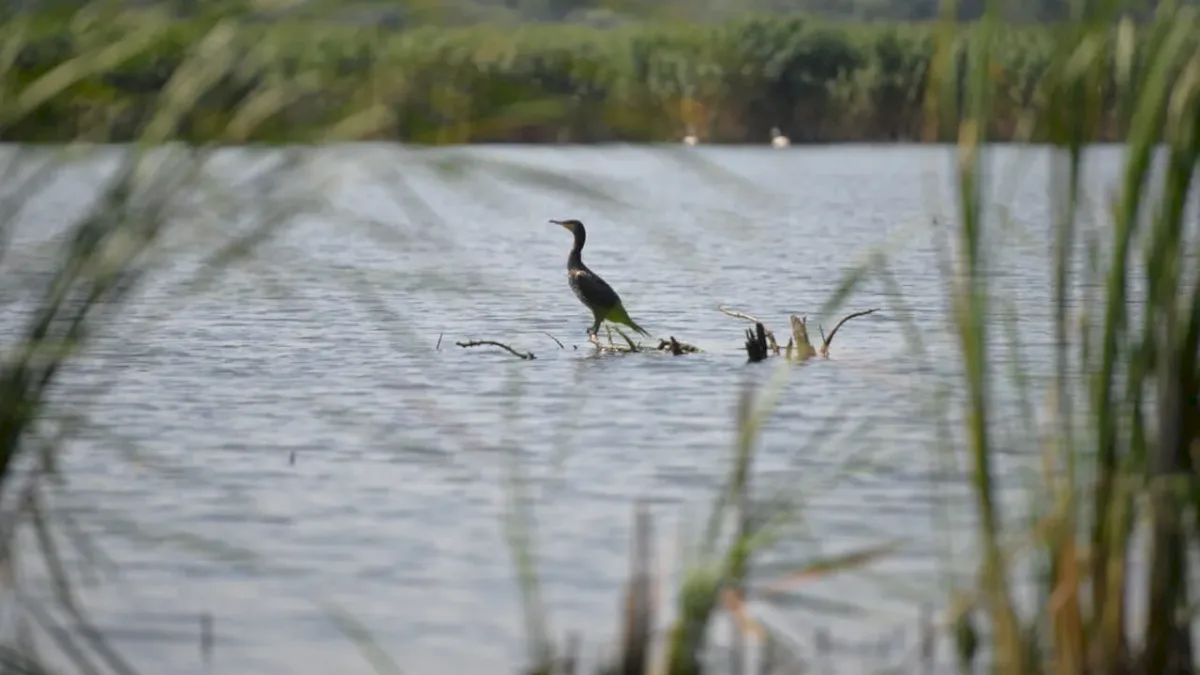 Mai multe state UE cer măsuri dure împotriva cormoranilor pentru consumul a 360.000 de tone de pește