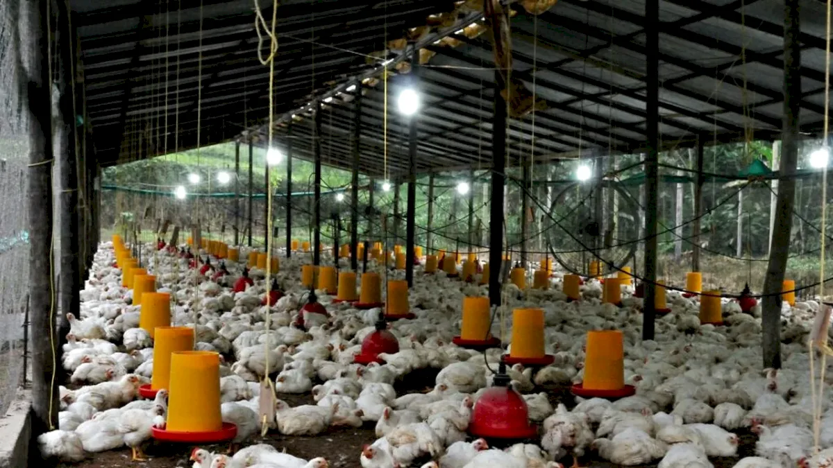 Mâncăm de șase ori mai multă carne de pui decât bunicii noștri. Cifrele care îi îngrijorează pe experți