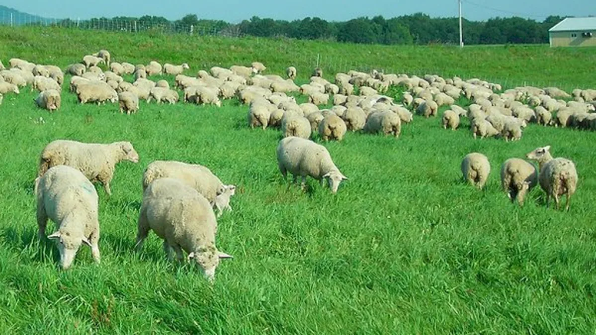 Exporturile de oi și capre sunt în pericol din cauza variolei și a pestei. Au fost ucise 2.750 de animale Avertizare ANSVSA