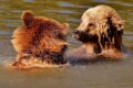 Franța se pregătește pentru impactul valului de căldură asupra animalelor