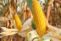 Producțiile de porumb, floarea-soarelui și sfeclă ar putea fi mai mari decât anul trecut