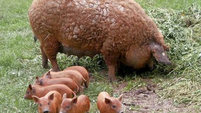 Ministerul Agriculturii a stabilit schema pentru ajutorul de minimis pentru crescătorii de porci Bazna și Mangalița