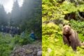 37 de turiști polonezi au fost coborâți de jandarmi de pe munte după întâlnirea cu ursoaica și puiul ei la Vatra Dornei