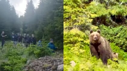 37 de turiști polonezi au fost coborâți de jandarmi de pe munte după întâlnirea cu ursoaica și puiul ei la Vatra Dornei