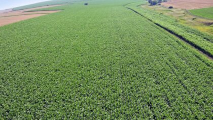 Comisia Europeană estimează evoluția sezonului agricol 2026 pentru cereale, zahăr, ulei de măsline și carne