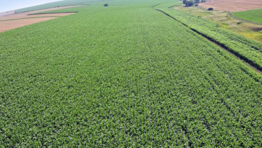 Comisia Europeană estimează evoluția sezonului agricol 2026 pentru cereale, zahăr, ulei de măsline și carne