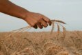 Agricultura a produs 117,7 miliarde de lei în 2022, cea mai mare recoltă de cereale din ultimele decade