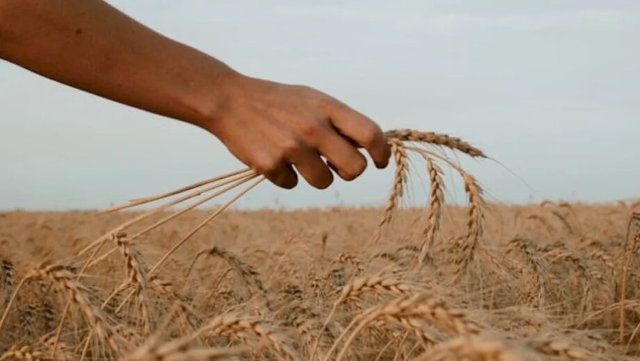 Agricultura a produs 117,7 miliarde de lei în 2022, cea mai mare recoltă de cereale din ultimele decade